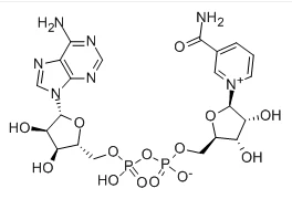 β-Nicotinamide Adenine Dinucleotide CAS NO:53-84-9
